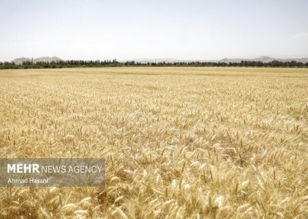افزایش قیمت گندم در بازار جهانی