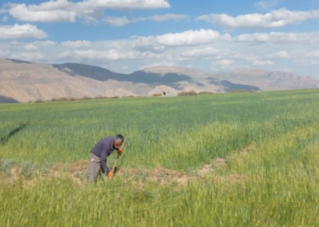 جهادکشاورزی؛ پای‌ کار تولید و امنیت غذایی جنگ