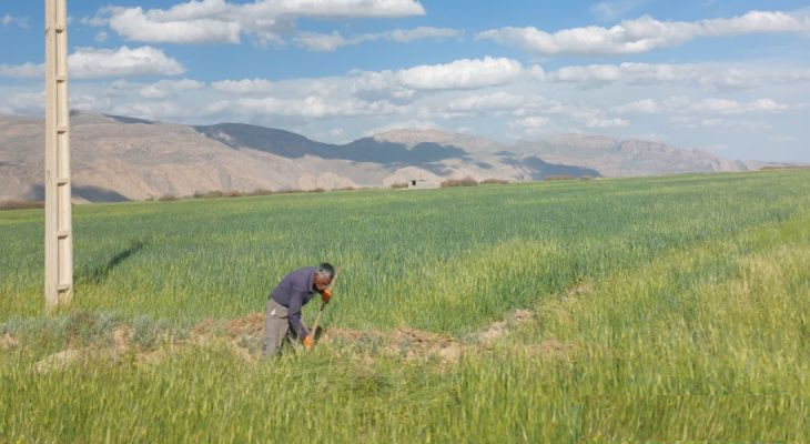 جهادکشاورزی؛ پای کار تولید و امنیت غذایی جنگ