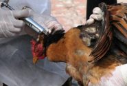 خطرات عرضه غیرمجاز طیور زنده در بهارستان